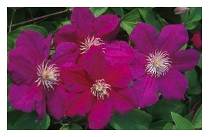 CLEMATIS x 'Ernest Markham'